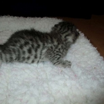 Egyptian Mau, Silver w/tarnish female DOB 9-4-16