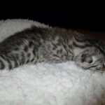 Egyptian Mau, Silver w/tarnish female DOB 9-4-16