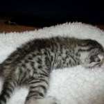 Egyptian Mau, Silver w/tarnish female DOB 9-4-16