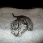 Egyptian Mau, Silver w/tarnish female DOB 9-4-16