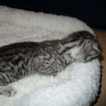 Egyptian Mau, Silver w/tarnish female DOB 9-4-16