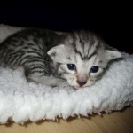 Egyptian Mau, Silver w/tarnish female DOB 9-4-16