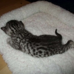 Egyptian Mau, Silver w/tarnish female DOB 9-4-16