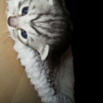 Egyptian Mau, Silver w/tarnish female DOB 9-4-16