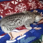 Shanthi, Egyptian Mau, Silver w/tarnish female DOB 9-4-16