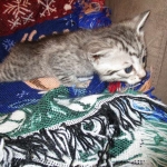 Shanthi, Egyptian Mau, Silver w/tarnish female DOB 9-4-16