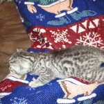 Shanthi, Egyptian Mau, Silver w/tarnish female DOB 9-4-16