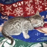 Shanthi, Egyptian Mau, Silver w/tarnish female DOB 9-4-16