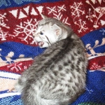 Shanthi, Egyptian Mau, Silver w/tarnish female DOB 9-4-16