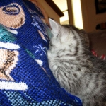 Shanthi, Egyptian Mau, Silver w/tarnish female DOB 9-4-16