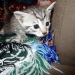 Shanthi, Egyptian Mau, Silver w/tarnish female DOB 9-4-16