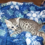 Shanthi, Egyptian Mau, Silver w/tarnish female DOB 9-4-16