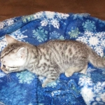 Shanthi, Egyptian Mau, Silver w/tarnish female DOB 9-4-16