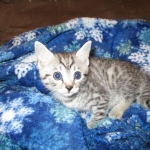 Shanthi, Egyptian Mau, Silver w/tarnish female DOB 9-4-16