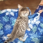 Shanthi, Egyptian Mau, Silver w/tarnish female DOB 9-4-16