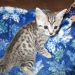 Shanthi, Egyptian Mau, Silver w/tarnish female DOB 9-4-16