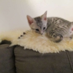 Shanthi, Egyptian Mau, Silver w/tarnish female DOB 9-4-16