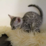 Shanthi, Egyptian Mau, Silver w/tarnish female DOB 9-4-16