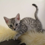 Shanthi, Egyptian Mau, Silver w/tarnish female DOB 9-4-16