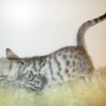 Shanthi, Egyptian Mau, Silver w/tarnish female DOB 9-4-16
