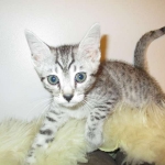 Shanthi, Egyptian Mau, Silver w/tarnish female DOB 9-4-16