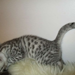 Shanthi, Egyptian Mau, Silver w/tarnish female DOB 9-4-16