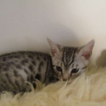 Shanthi, Egyptian Mau, Silver w/tarnish female DOB 9-4-16