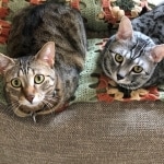 Shanthi, Egyptian Mau, Silver w/tarnish female DOB 9-4-16