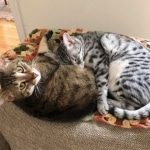 Shanthi, Egyptian Mau, Silver w/tarnish female DOB 9-4-16