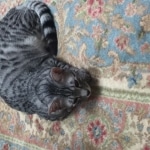 Shanthi, Egyptian Mau, Silver w/tarnish female DOB 9-4-16