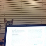 Shanthi, Egyptian Mau, Silver w/tarnish female DOB 9-4-16