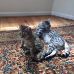 Shanthi, Egyptian Mau, Silver w/tarnish female DOB 9-4-16