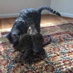 Shanthi, Egyptian Mau, Silver w/tarnish female DOB 9-4-16
