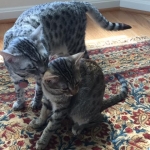 Shanthi, Egyptian Mau, Silver w/tarnish female DOB 9-4-16