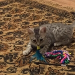 Shanthi, Egyptian Mau, Silver w/tarnish female DOB 9-4-16