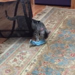 Shanthi, Egyptian Mau, Silver w/tarnish female DOB 9-4-16