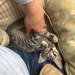 Shanthi, Egyptian Mau, Silver w/tarnish female DOB 9-4-16