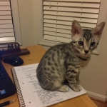 Shanthi, Egyptian Mau, Silver w/tarnish female DOB 9-4-16