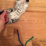 Shanthi, Egyptian Mau, Silver w/tarnish female DOB 9-4-16