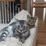 Shanthi, Egyptian Mau, Silver w/tarnish female DOB 9-4-16