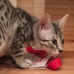 Shanthi, Egyptian Mau, Silver w/tarnish female DOB 9-4-16