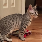 Shanthi, Egyptian Mau, Silver w/tarnish female DOB 9-4-16