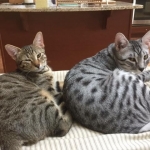 Shanthi, Egyptian Mau, Silver w/tarnish female DOB 9-4-16