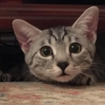 Shanthi, Egyptian Mau, Silver w/tarnish female DOB 9-4-16