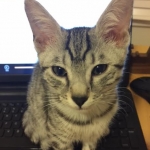 Shanthi, Egyptian Mau, Silver w/tarnish female DOB 9-4-16