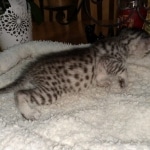 Mau, Silver Female #1, DOB 5-7-19
