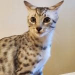 Snowy, Mau, Silver Female #1, DOB 5-7-19