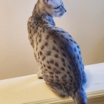 Snowy, Mau, Silver Female #1, DOB 5-7-19