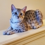 Snowy, Mau, Silver Female #1, DOB 5-7-19