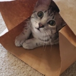 Snowy, Mau, Silver Female #1, DOB 5-7-19